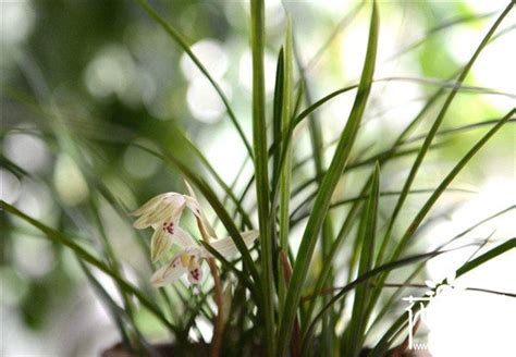 黃色蘭花風水|蘭花、客廳、風水禁忌 – 注意避免這些風水忌諱【蘭花 客廳 風水。